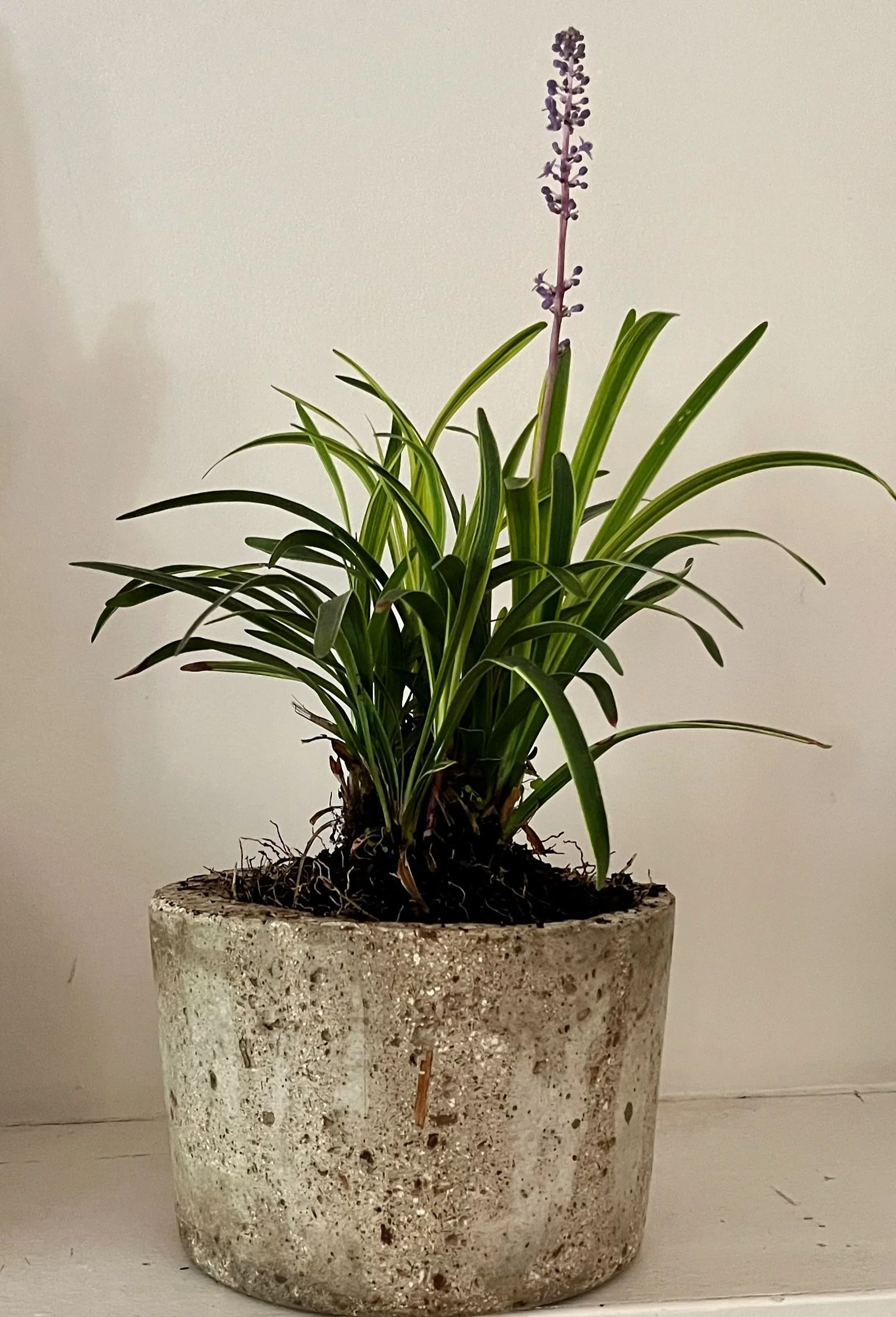 large crock — stone + stem | hypertufa and concrete pots